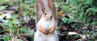 Київ накриє небезпечний удар стихії перед потеплінням: синоптики назвали дату, коли погода зміниться