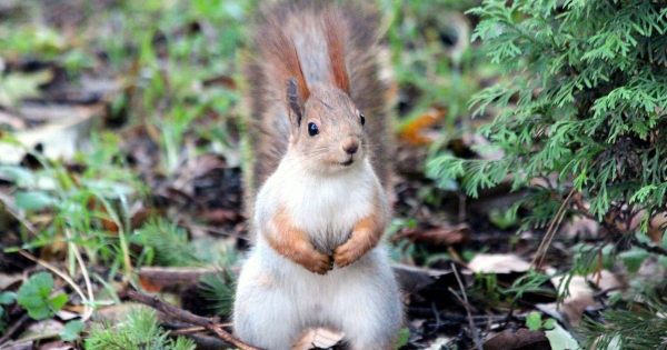 
 Київ накриє небезпечний удар стихії перед потеплінням: синоптики назвали дату, коли погода зміниться
 