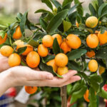 Банани та кава під Києвом: який вигляд мають "справжні тропіки" у селі Рожни (відео)