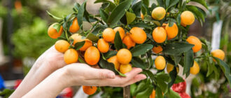 Банани та кава під Києвом: який вигляд мають "справжні тропіки" у селі Рожни (відео)