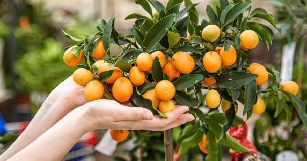 
 Банани та&nbsp;кава під Києвом: який вигляд мають "справжні тропіки" у&nbsp;селі Рожни (відео)
 
