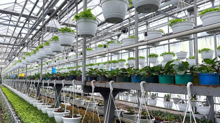 У Києві починають квітнути магнолії і сакури. Де можна побачити