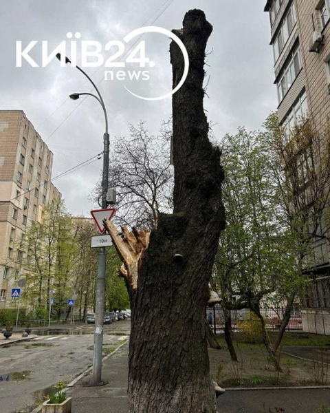 
 Негода у&nbsp;Києві ламає дерева: впав легендарний 150-річний каштан Іващенка
 
