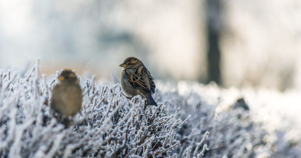 
 Київ накриє небезпечна стихія: синоптики попередили, коли "розгуляється" негода
 