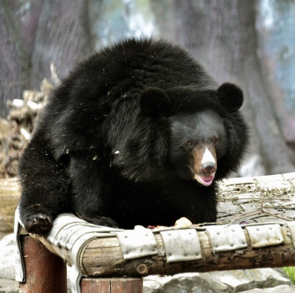
 В&nbsp;зоопарку Києва прокинулися усурійські красені (фото)
 