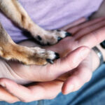 Охоронець супермаркету забив до смерті собаку металевою палицею в Гостомелі: що відомо