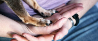 Охоронець супермаркету забив до смерті собаку металевою палицею в Гостомелі: що відомо