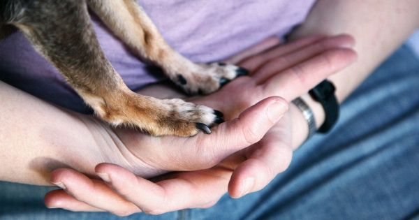 Охоронець супермаркету забив до смерті собаку металевою палицею в Гостомелі: що відомо
Охоронець супермаркету забив до смерті собаку металевою палицею в Гостомелі: що відомо