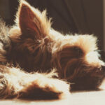 Вбивство собаки у супермаркеті Гостомеля: з'явилися відео з камер та нові подробиці