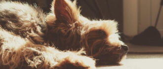 Вбивство собаки у супермаркеті Гостомеля: з'явилися відео з камер та нові подробиці