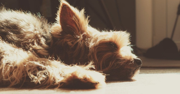 
 Вбивство собаки у супермаркеті Гостомеля: з'явилися відео з камер та нові подробиці
 