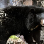 В зоопарку Києва прокинулися усурійські красені (фото)