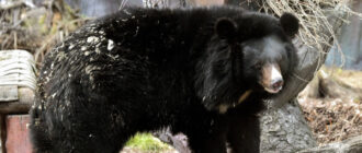 В зоопарку Києва прокинулися усурійські красені (фото)