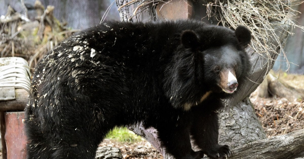 
 В&nbsp;зоопарку Києва прокинулися усурійські красені (фото)
 