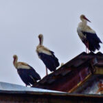 Вперше за 20 років: у Чорнобилі помітили білих лелек (фото)