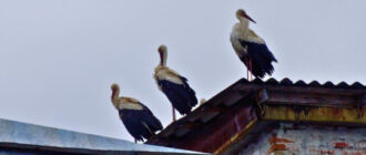 Вперше за 20 років: у Чорнобилі помітили білих лелек (фото)