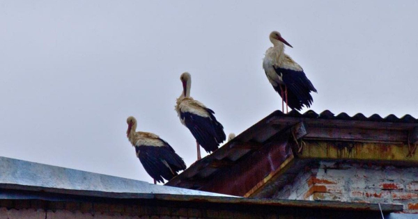 Вперше за 20 років: у Чорнобилі помітили білих лелек (фото)
Вперше за 20 років: у Чорнобилі помітили білих лелек (фото)