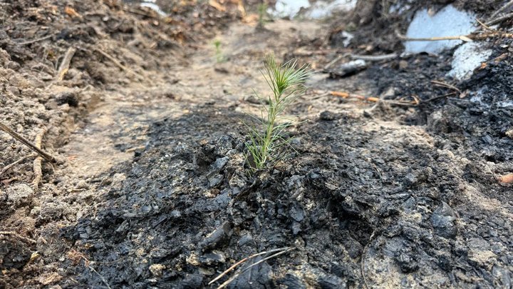 "1 мільйон дерев пам’яті та життя": киян запрошують долучитися до екологічної акції