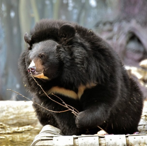 
 В&nbsp;зоопарку Києва прокинулися усурійські красені (фото)
 