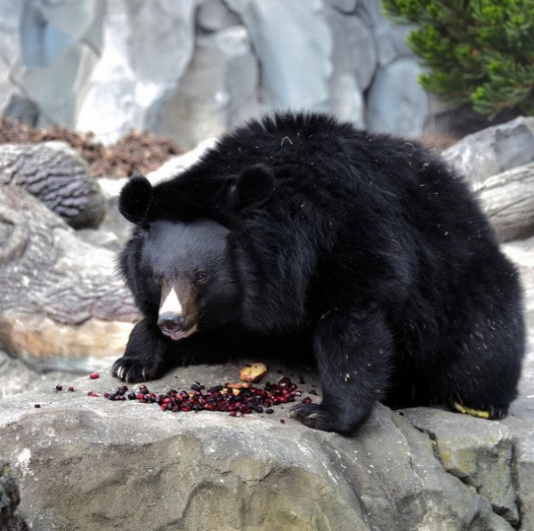 
 В&nbsp;зоопарку Києва прокинулися усурійські красені (фото)
 