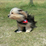 У Києві та області оголошено перший рівень небезпечності: яка загроза