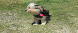 У Києві та області оголошено перший рівень небезпечності: яка загроза