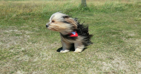 
 У Києві та області оголошено перший рівень небезпечності: яка загроза
 