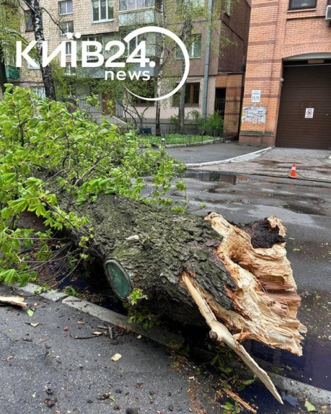 
 Негода у&nbsp;Києві ламає дерева: впав легендарний 150-річний каштан Іващенка
 
