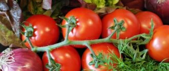 Продуктовые ярмарки в Киеве 18 – 19 апреля: адреса