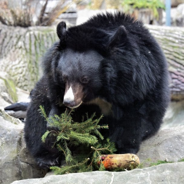 
 В&nbsp;зоопарку Києва прокинулися усурійські красені (фото)
 