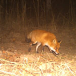 Чи є у Прип’яті мутанти та хто насправді живе у місті-привиді: відповідь науковця