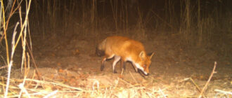Чи є у Прип’яті мутанти та хто насправді живе у місті-привиді: відповідь науковця
