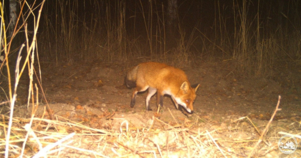
 Чи&nbsp;є&nbsp;у&nbsp;Прип&rsquo;яті мутанти та&nbsp;хто насправді живе у&nbsp;місті-привиді: відповідь науковця
 