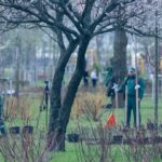 "1 мільйон дерев пам’яті та життя": киян запрошують долучитися до екологічної акції