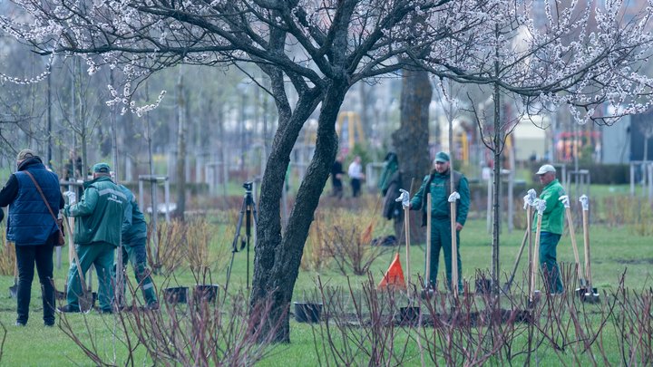 "1 мільйон дерев пам’яті та життя": киян запрошують долучитися до екологічної акції