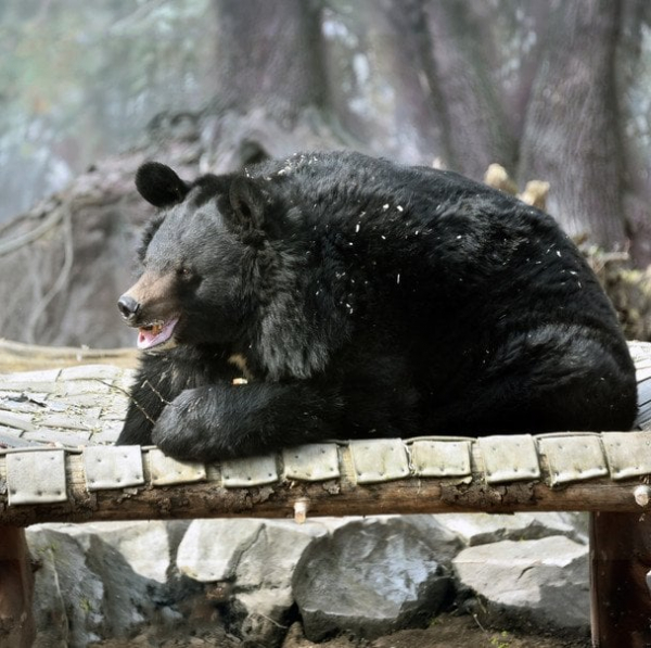 
 В&nbsp;зоопарку Києва прокинулися усурійські красені (фото)
 