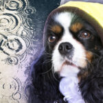 Україну накрила негода: на Київщині зірвало дах будинку (відео)