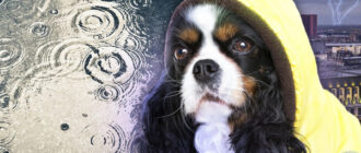 Україну накрила негода: на Київщині зірвало дах будинку (відео)