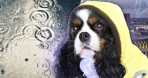 
 Україну накрила негода: на&nbsp;Київщині зірвало дах будинку (відео)
 