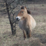 Виснажені, але живі: як коні Пржевальського перезимували у Чорнобильській зоні (фото)