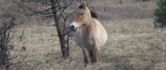 Виснажені, але живі: як коні Пржевальського перезимували у Чорнобильській зоні (фото)
