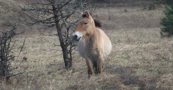 Виснажені, але живі: як коні Пржевальського перезимували у Чорнобильській зоні (фото)
Виснажені, але живі: як коні Пржевальського перезимували у Чорнобильській зоні (фото)