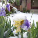 Синоптики попередили про заморозки у Києві та області