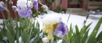 Синоптики попередили про заморозки у Києві та області