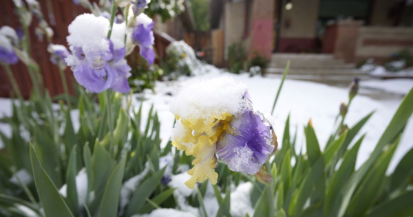 
 Синоптики попередили про заморозки у Києві та області
 