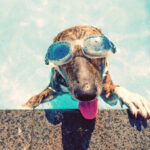 У медіа поширюють заяви про "аномально спекотне літо": що кажуть в Укргідрометцентрі