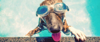 У медіа поширюють заяви про "аномально спекотне літо": що кажуть в Укргідрометцентрі