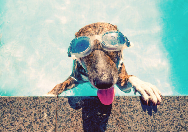 У медіа поширюють заяви про "аномально спекотне літо": що кажуть в Укргідрометцентрі - 