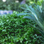 Продуктовые ярмарки в Киеве 28 апреля - 1 мая: адреса