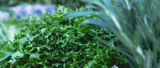 Продуктовые ярмарки в Киеве 28 апреля - 1 мая: адреса